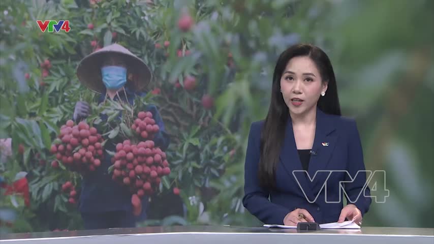 Sản lượng vải tăng mạnh, sẵn sàng cho xuất khẩu