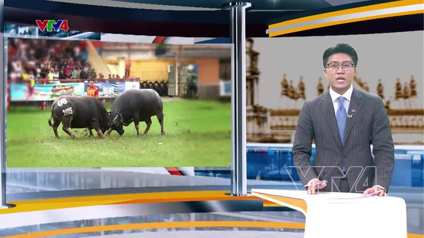 Lễ hội chọi trâu Đồ Sơn thu hút du khách nước ngoài