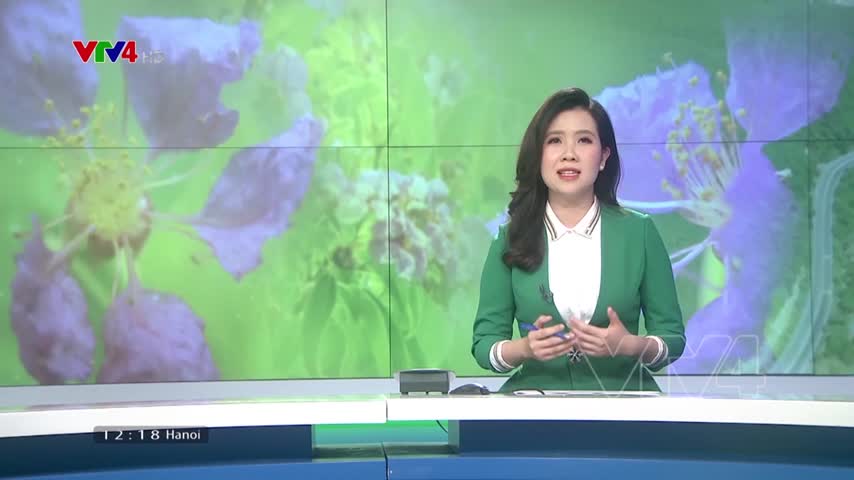 Đồi hoa bằng lăng - Lời nhắn gửi giữ môi trường​