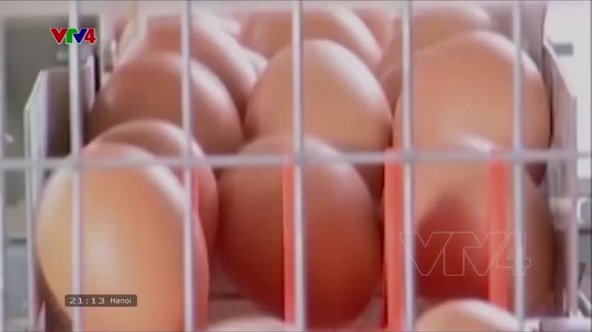 Tiêu điểm: Tiềm năng xuất khẩu sản phẩm gia cầm
