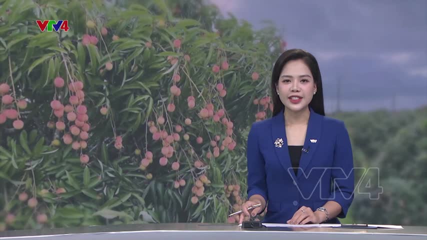 Khách nước ngoài tìm đến tận vườn mua vải sớm