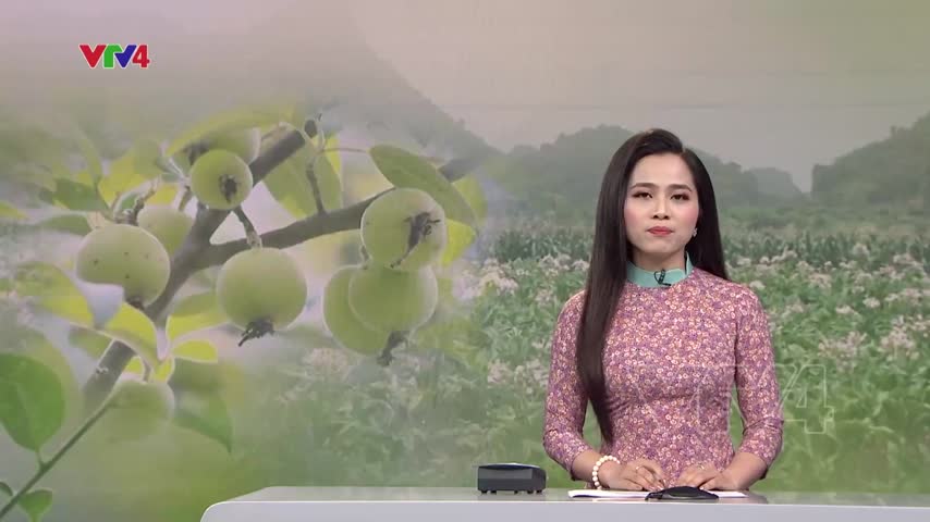Chuyển đổi thuốc lá sang cây trồng bền vững