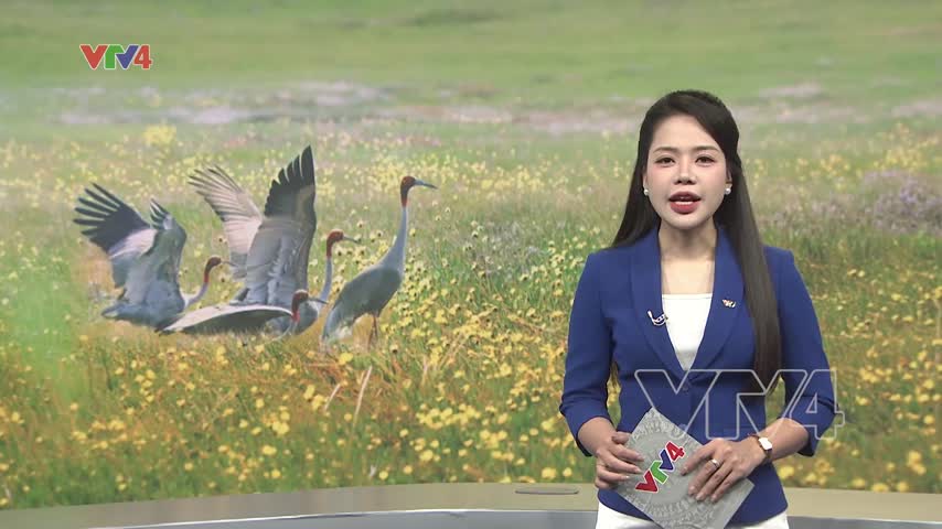 Việt Nam - Thái Lan hợp tác bảo tồn sếu đầu đỏ