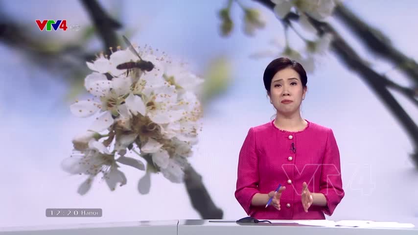 Sắc hoa mận Tây Bắc