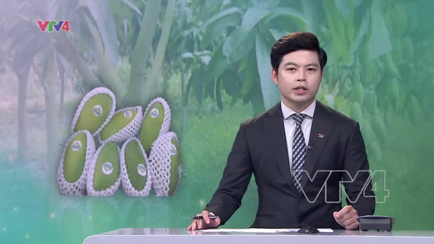 Xuất khẩu xoài tượng da xanh sang Australia và Mỹ