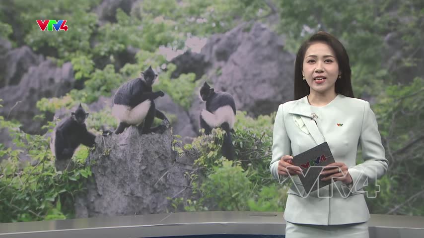 Việt Nam đề nghị Unesco đánh giá sơ bộ về di sản Voọc mông trắng