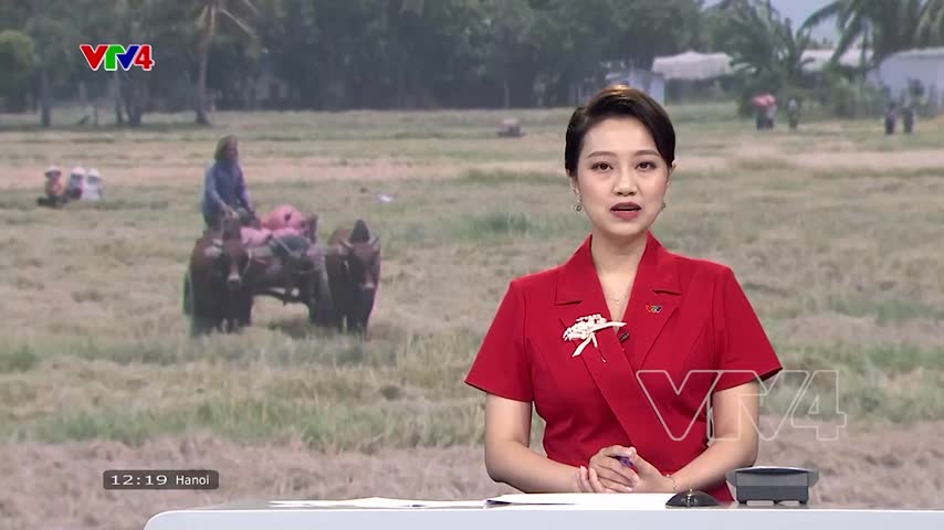Làng Chăm vui được mùa lúa