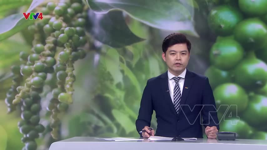 Tín hiệu tích cực từ xuất khẩu hồ tiêu