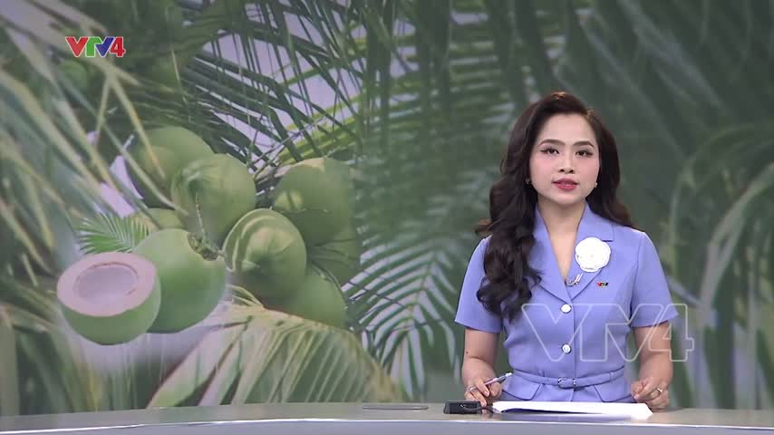 Giá dừa tăng gấp 3 lần so với cùng kỳ