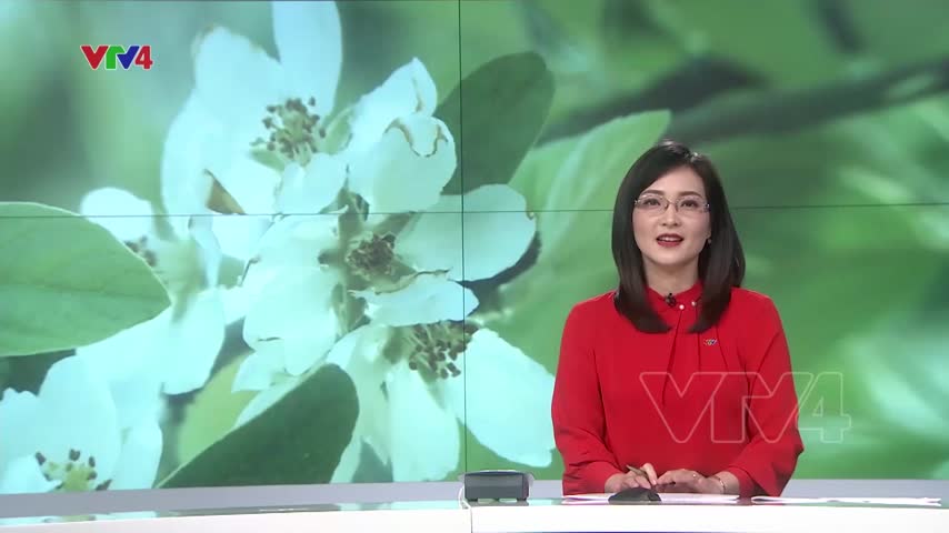 Ngọc Chiến - Mùa hoa Sơn Tra