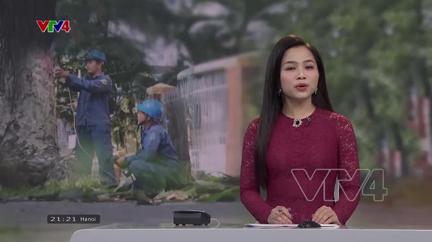 Truyền dinh dưỡng chăm sóc cây cổ thụ tại Trà Vinh