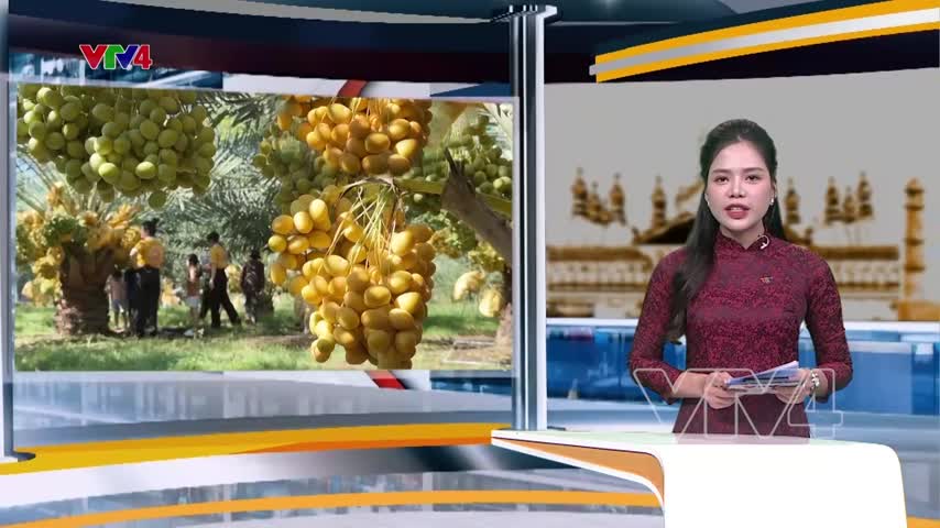Lạ mắt vườn chà là miền đất nắng