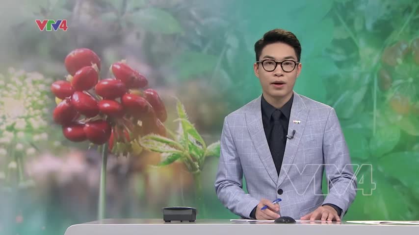 Thủ tướng tặng 12.000 cây sâm ngọc linh cho hộ nghèo