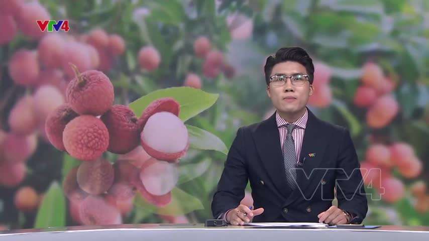Vải thiều chín sớm đắt khách