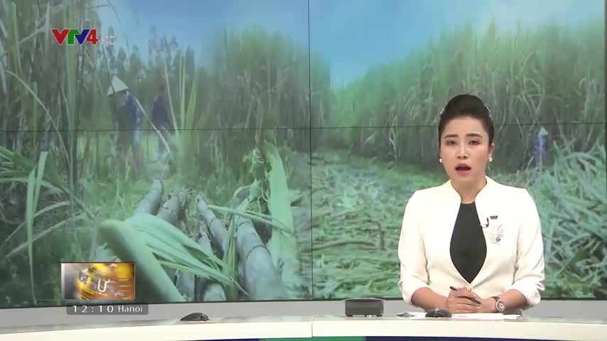 Giải pháp cho ngành mía đường