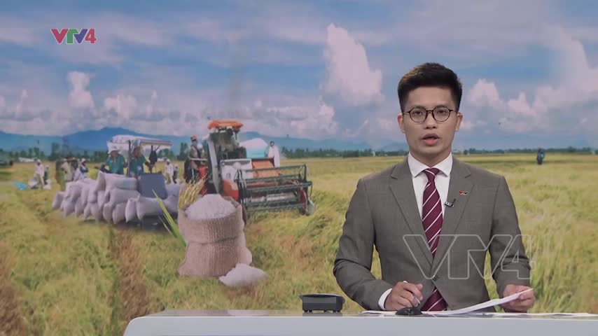 Giá gạo tăng mạnh cả trong nước và xuất khẩu 