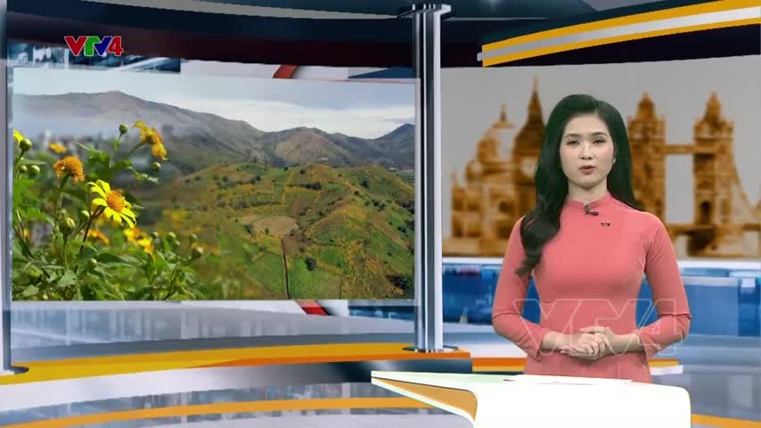 Hoa Dã Quỳ trên núi lửa Chư Đang Ya 