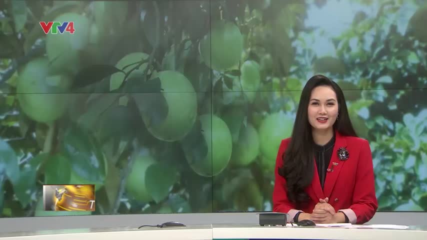 Quy hoạch vùng chuyên canh trồng vú sữa xuất khẩu