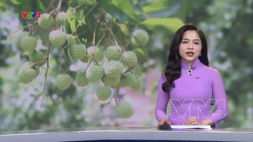 Vải thiều được mùa và chủ động sớm về đầu ra