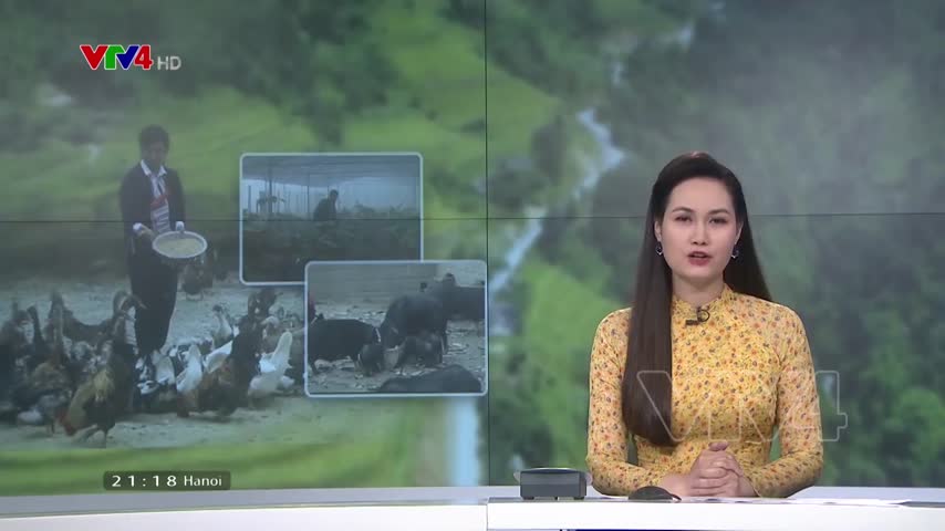 Người dân vùng cao thoát nghèo nhờ mô hình gia trại, trang trại