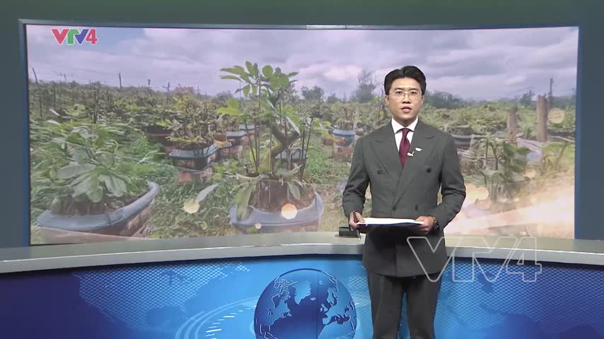 Vùng trồng mai vào vụ Tết