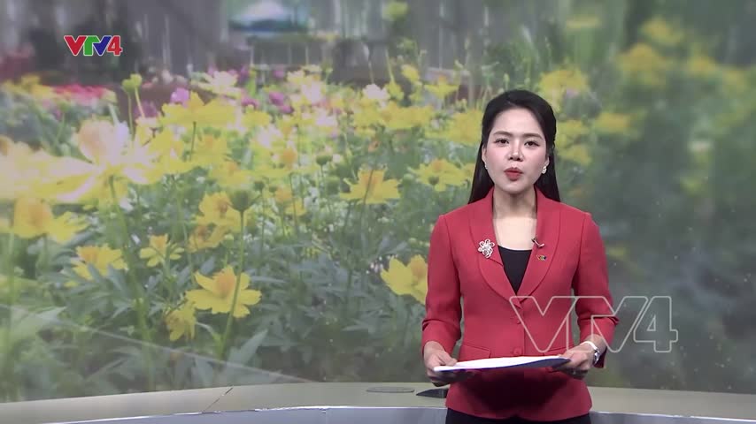 Hy vọng từ những chậu hoa Tết