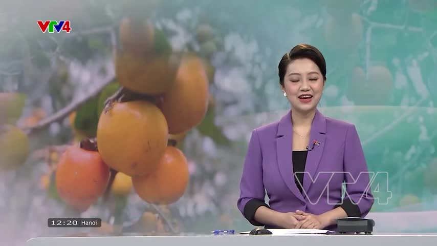 Phố núi mùa hồng chín