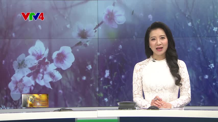 Đào Nhật Tân nở sớm thu hút người dân Hà Nội