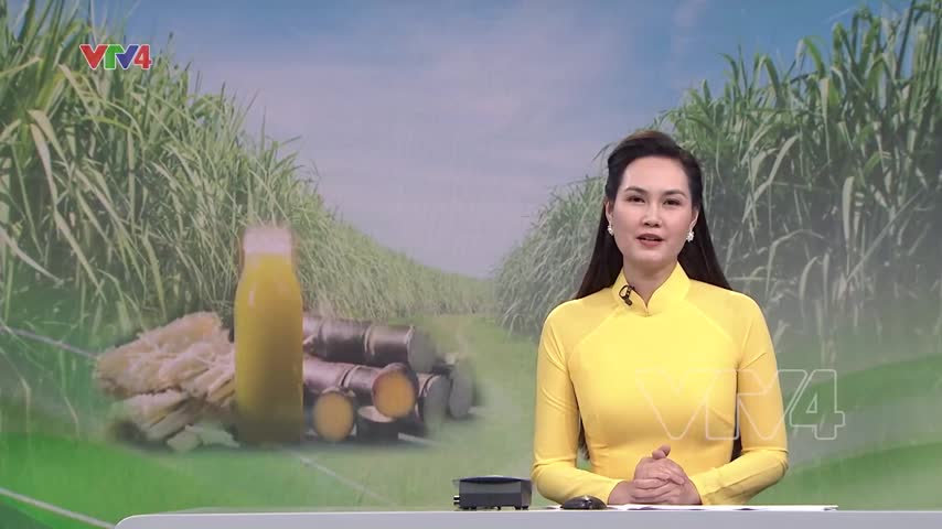 Giải pháp thúc đẩy xuất khẩu mía Hòa Bình