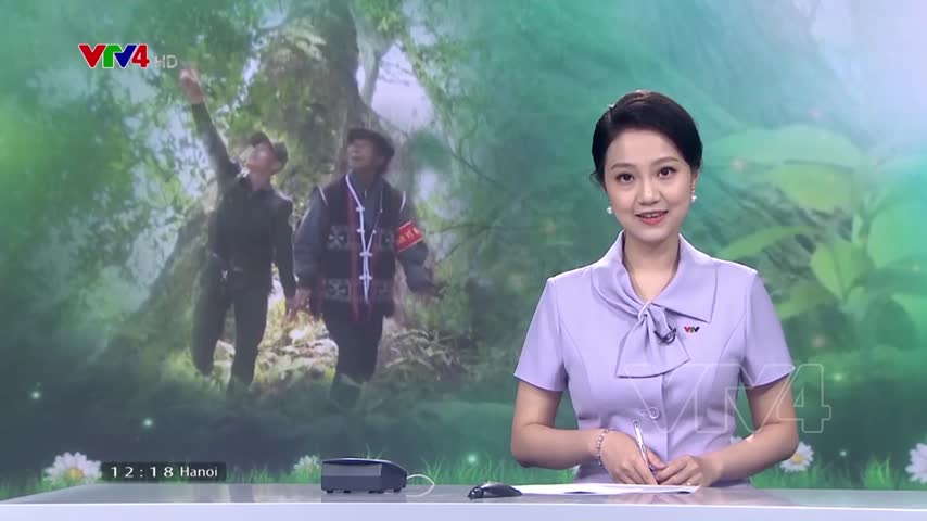 Cách người Cơ Tu giữ rừng Pơ mu