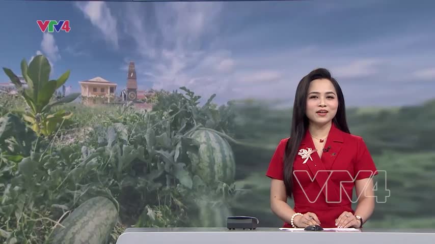 Vườn dưa hấu trên Đảo Đá Tây 