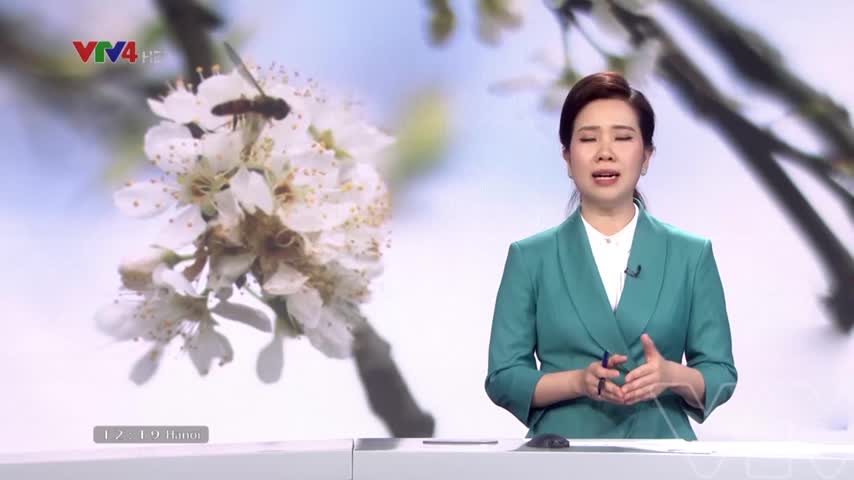 Đón khách du xuân mùa hoa mận