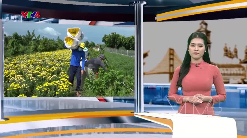 Niềm vui của người trồng hoa cúc Tết Ninh Giang