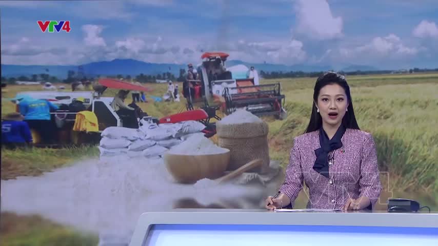 Giá xuất khẩu tăng, thị trường lúa gạo sôi động