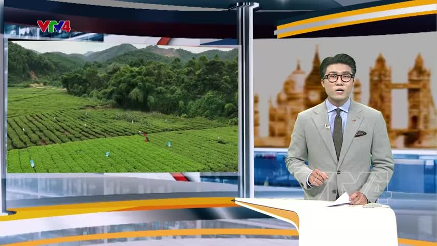 Cây chè mở lối cho người dân Cao Lan tại Bắc Ninh