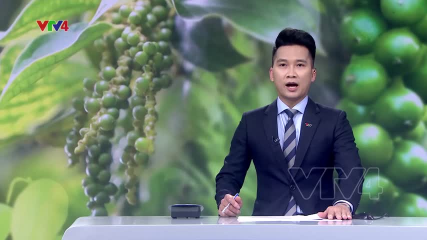 Xuất khẩu hồ tiêu sang EU khởi sắc