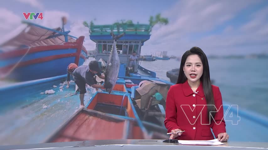 Ngư dân trúng đậm cá ngừ đại dương