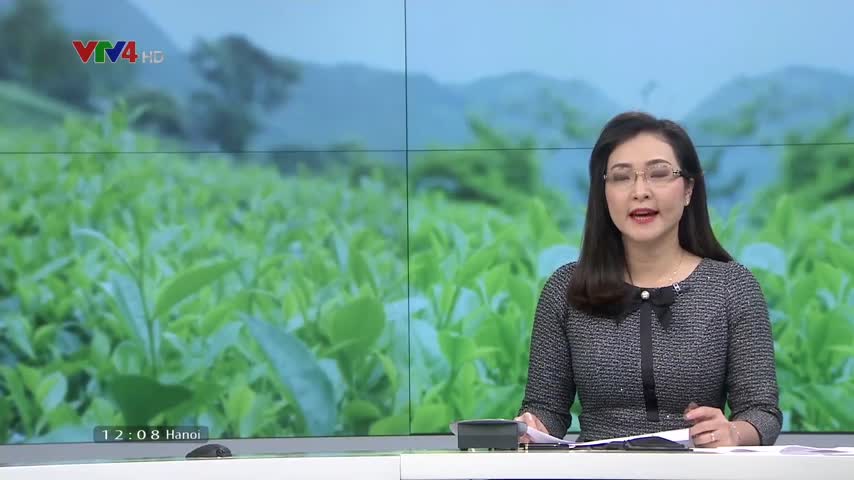 Phỏng vấn: Chủ tịch Hiệp hội chè Việt Nam