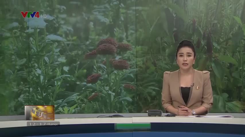 Khôi phục vùng trồng hoa Tết Phú Vang