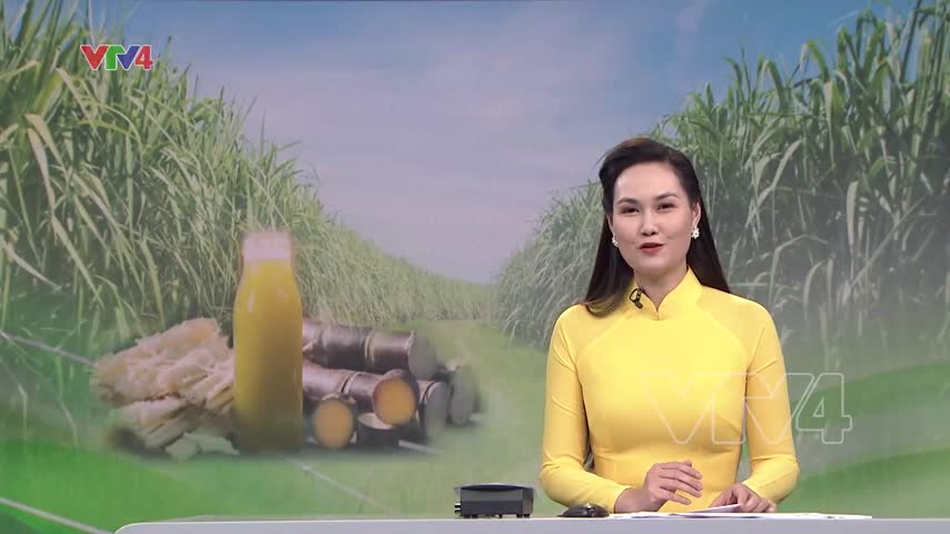 Tiềm năng xuất khẩu mía Hòa Bình