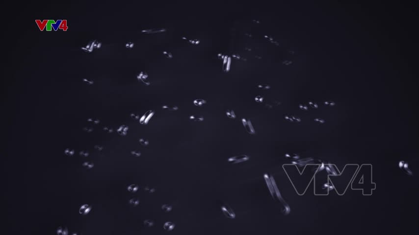 Người Việt bốn phương - 26/07/2020