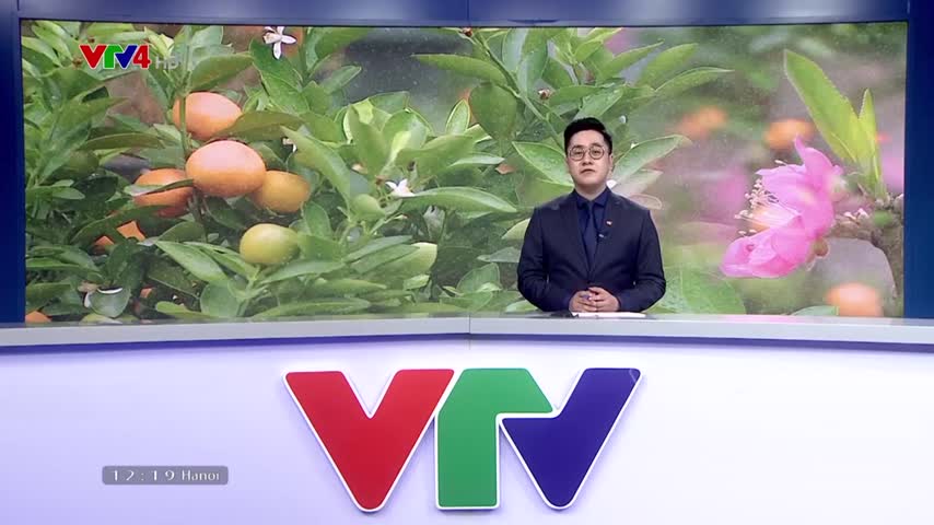 Mưa Xuân ngày Tết