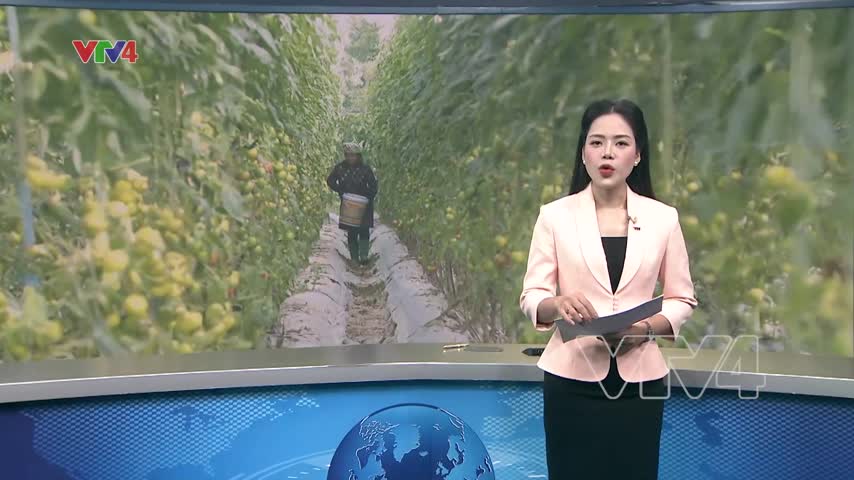 Chuyển đất lúa kém hiệu quả sang trồng cây giá trị cao