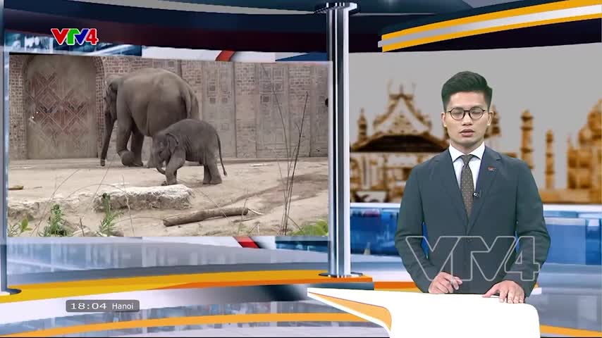 Những chú voi Việt Nam tại Sở thú Leipzig, Cộng hòa Liên bang Đức