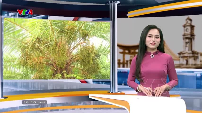 Vườn chà là đẹp nhất miền Tây