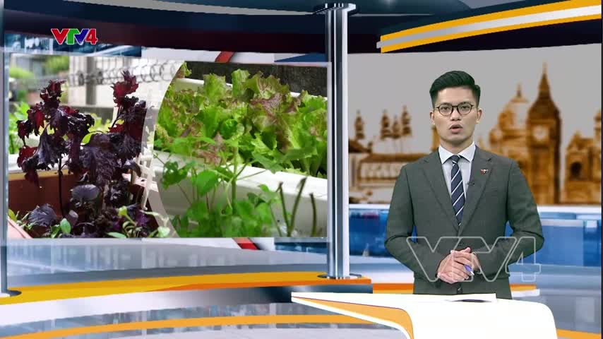 Người Việt trồng rau giữ hương vị truyền thống tại đất nước mặt trời mọc