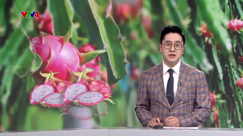 100 tấn thanh long được xuất khẩu qua cửa khẩu Kim Thành