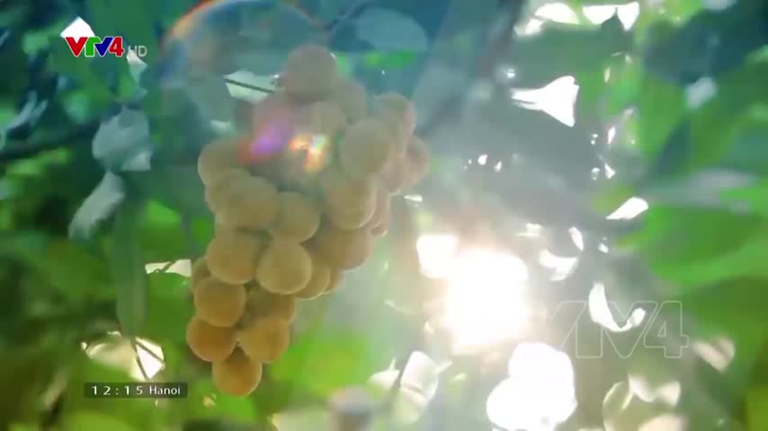 Tiêu điểm: Tiêu thụ và xuất khẩu rau quả trong bối cảnh dịch covid - 19