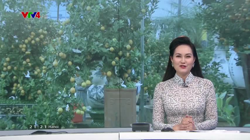 Quất Bonsai hút khách dịp Tết Nguyên Đán
