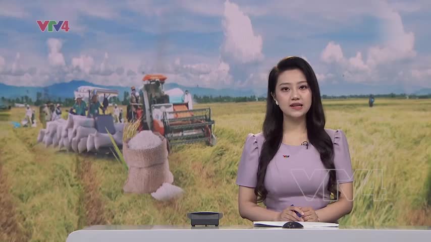 Giá lúa tăng, giá gạo xuất khẩu chững lại 